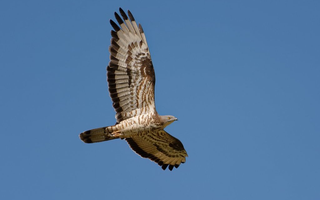 Die Silhouette des Greifvogels ist schlank und elegant. 