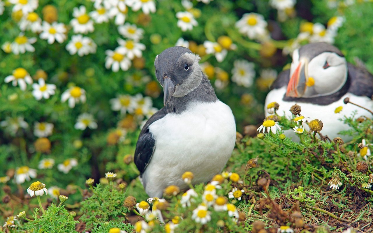 In Island verirren sich junge Papageientaucher regelmässig. 