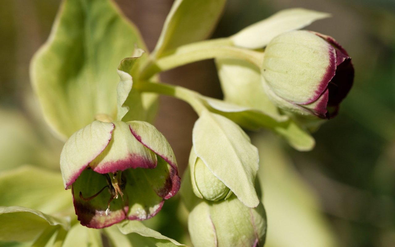 Stinkende Nieswurz (Helleborus foetidus)