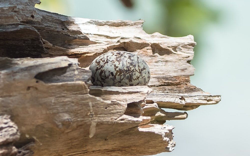 Die Feenseeschwalben bauen keine Nester, sondern legen das einzelne Ei in eine Astgabel oder in eine Mulde eines abgebrochenen Asts. 