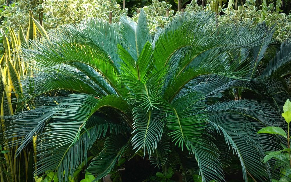 Die Palmfarne oder Cycas-Arten sind entwicklungsgeschichtlich sehr alt und gehörten zu den Nacktsamern. 