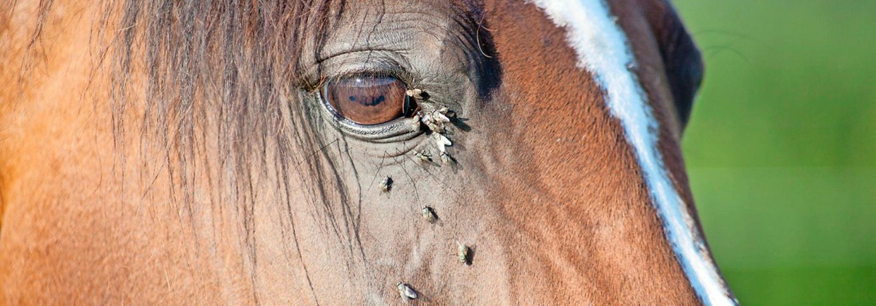 Insekten sind für Pferde im Sommer lästige Begleiter.