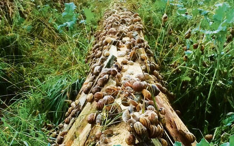 Auf Holzbrettern in grossen Gehegen züchtet Stefan Etienne Gefleckte Weinbergschnecken.