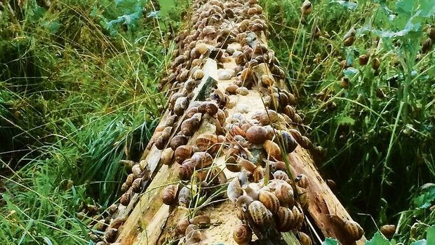 Auf Holzbrettern in grossen Gehegen züchtet Stefan Etienne Gefleckte Weinbergschnecken.