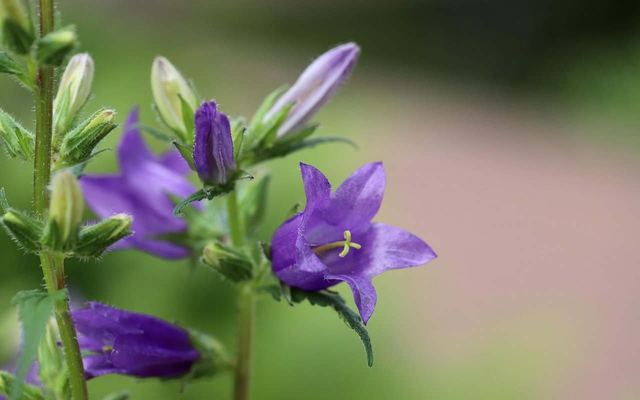 Glockenblume