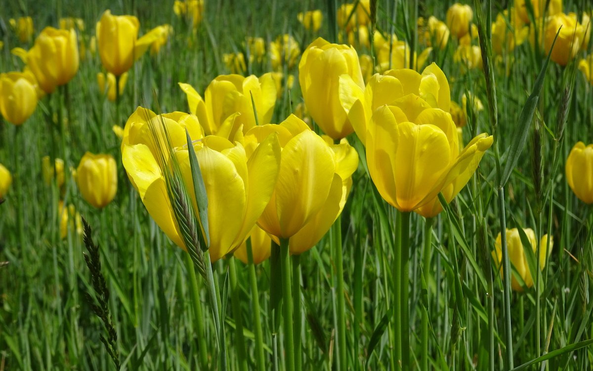 Wie die Grengjer-Tulpe ursprünglich ins Goms kam bleibt ein Mysterium. 