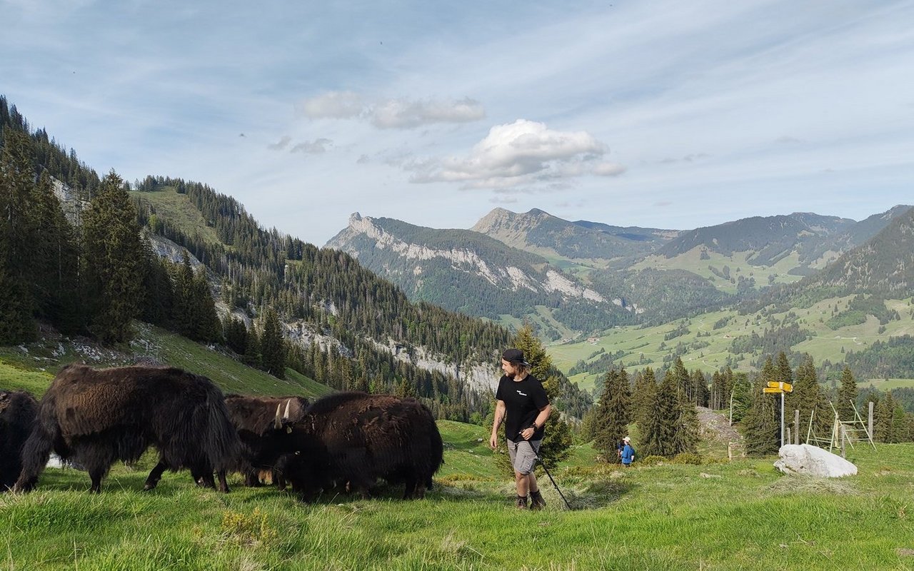 André Koch hat im Zivildienst auf der Alp viel im Umgang mit Tieren gelernt.