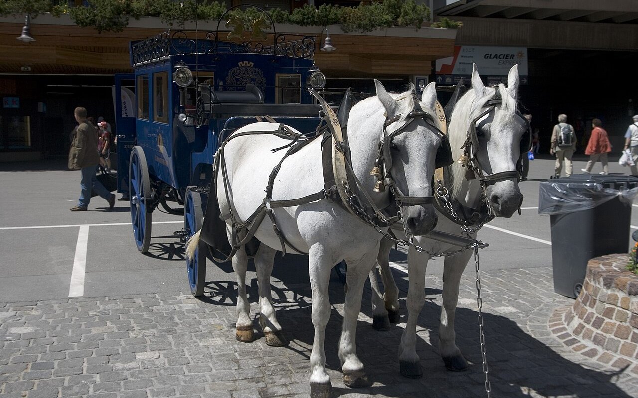 In St. Moritz bringen noch heute Pferdekutschen Gäste vom Bahnhof zu Nobelhotels - auch bei grosser Hitze. 