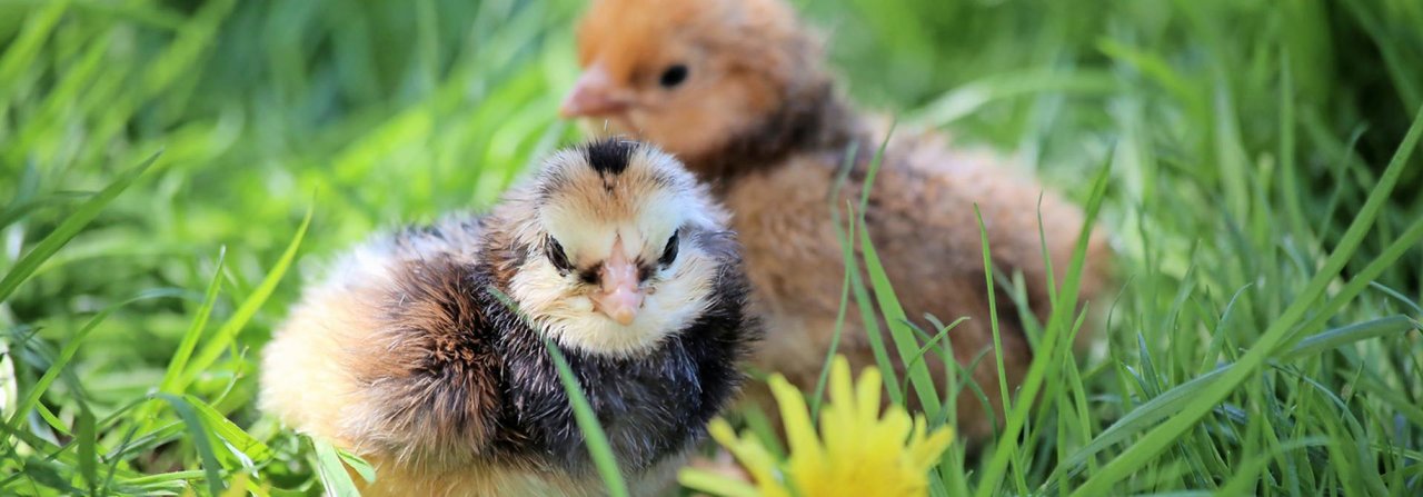 In den ersten Wochen sollten Küken regelmässig, aber jeweils nur für kurze Zeit draussen gehalten werden.