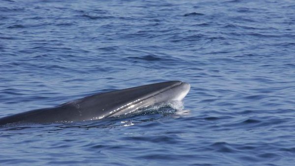 Japanische Walfangflotte unterwegs Richtung Antarktis - tierwelt.ch ...