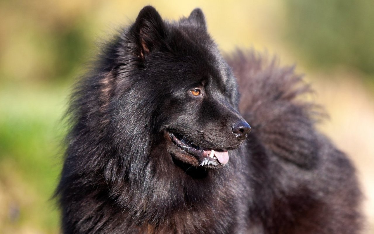 Sein dichtes, schwarzes Fell schützt den Schwedischen Lapphund zuverlässig vor Kälte und Nässe.