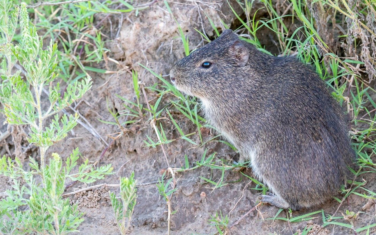 Unser heutiges Hausmeerschweinchen stammt vom in den Anden beheimateten Wildmeerschweinchen ab. 