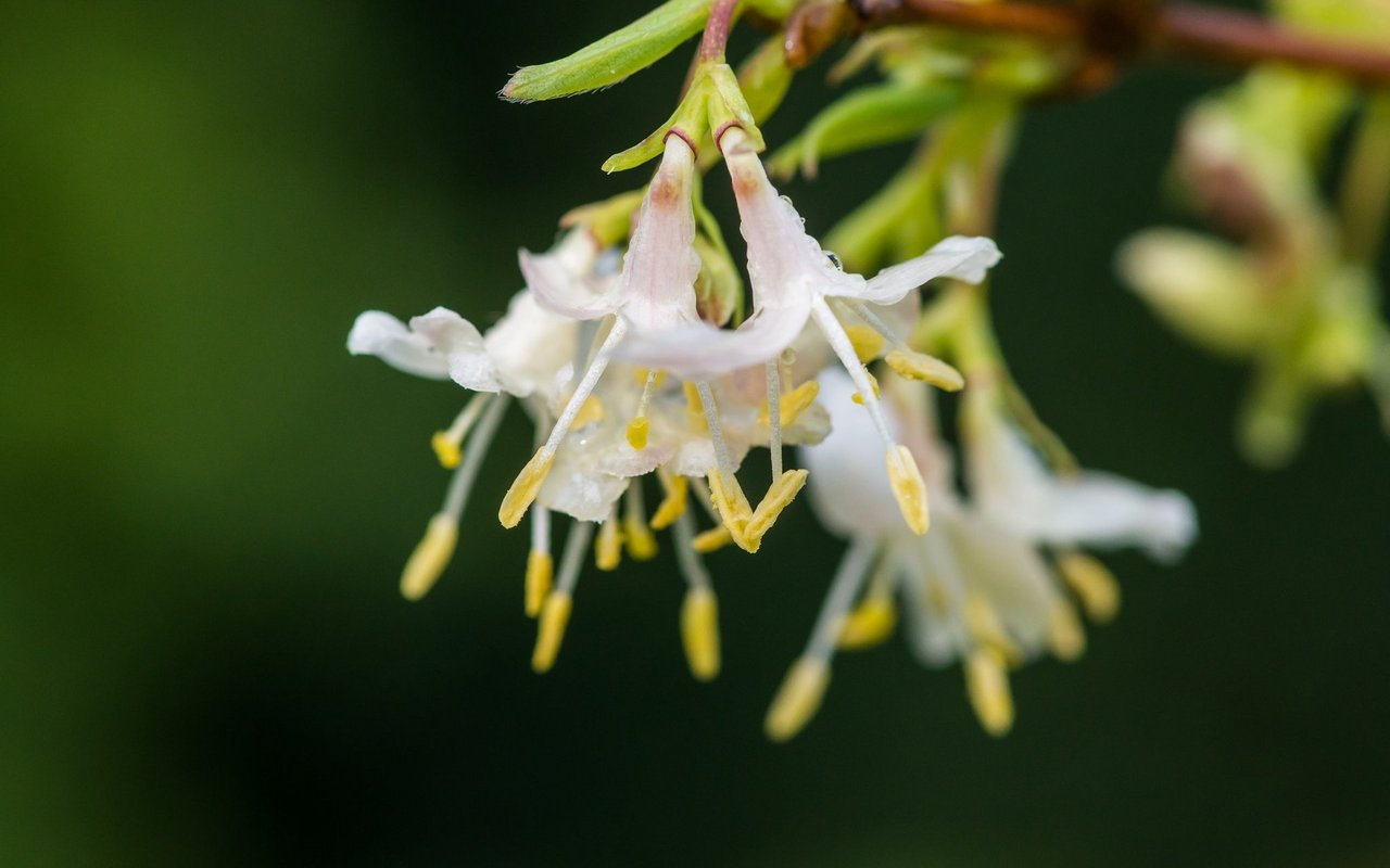 Wohlriechende Heckenkirsche (Lonicera fragrantissima)