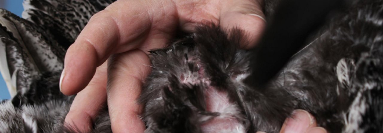 Die roten Vogelmilben befinden sich tagsüber meist in den Ritzen des Stalls. Daher ist eine Kontrolle am Tier nur nach dem Eindunkeln sinnvoll.