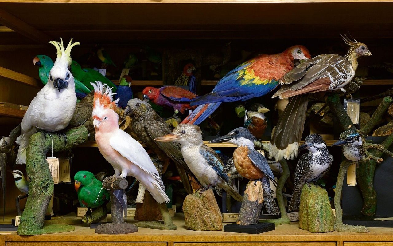 Papageien, Eisvögel und ein Hoatzin im Museum Alexander Koenig, Bonn. 