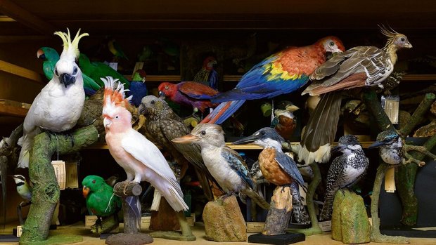 Papageien, Eisvögel und ein Hoatzin im Museum Alexander Koenig, Bonn (oben). 
