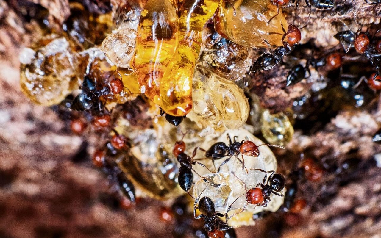 Waldameisen setzen Harz gegen krankheitserregende Bakterien und Pilze ein.