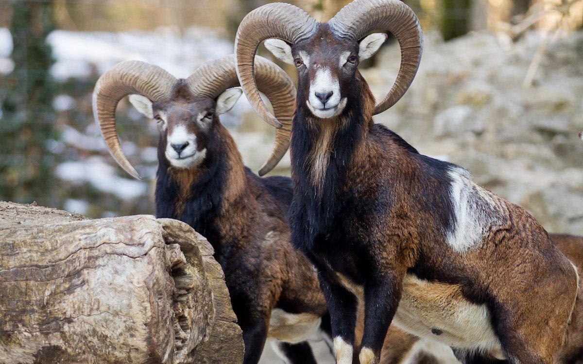 Mufflons im Tierpark Biel. 