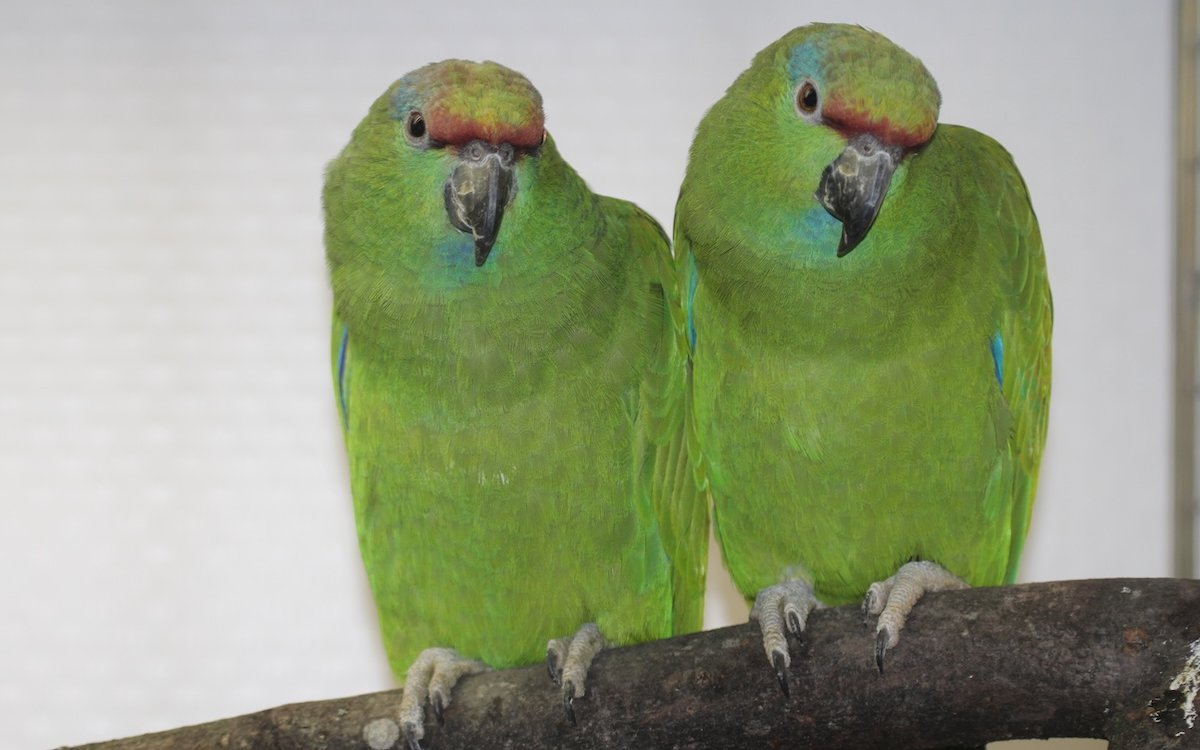Blaubartamazonen haben einen scharlachroten Rumpf, der erst, wenn sie fliegen, zur Geltung kommt. 