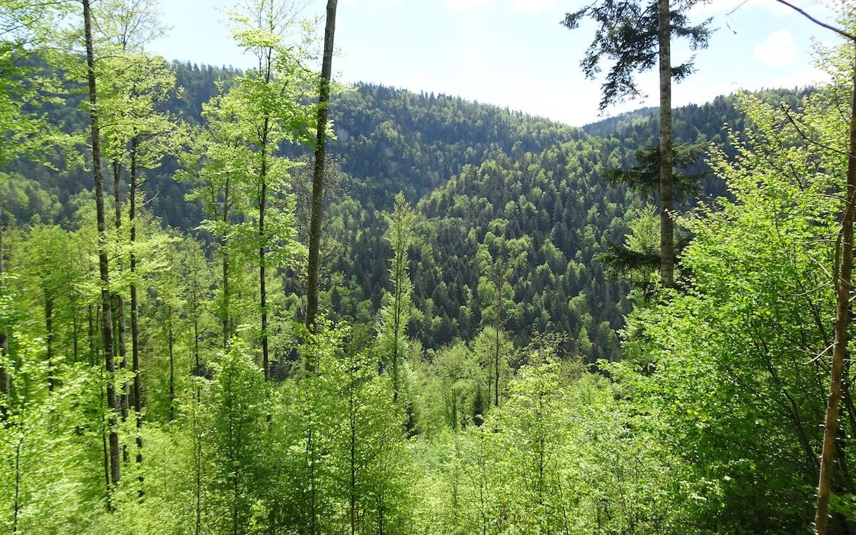 Rottannen und Buchen dominieren den Wald im Schweizer Mittelland. 