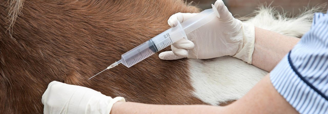 Eine Behandlung mit Antibiotika ist bei Pferden teuer und nicht immer notwendig.