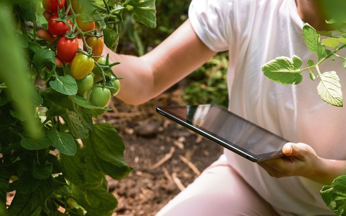 Mit dem Tablet werden Daten zu Bodenfeuchte und Bewässerung abgelesen.