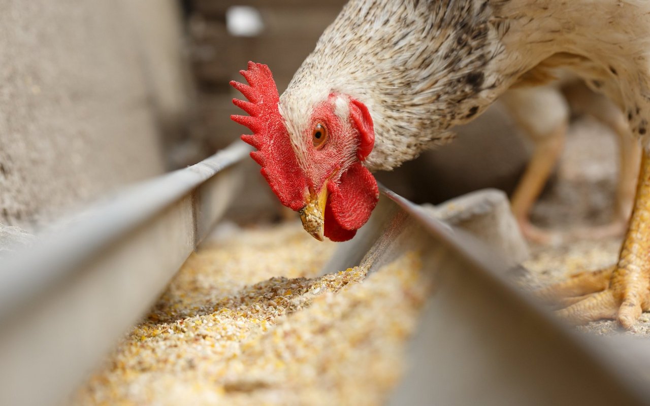 Alleinfutter enthält alle wichtigen Nährstoffe, Mineralien und Vitamine und sollte immer zur freien Verfügung stehen. 