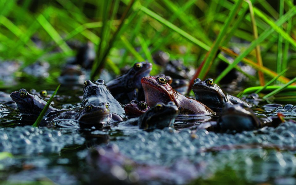 Während weniger Tage veranstalten Grasfrösche ein sirrendes Konzert am Teich und laichen.