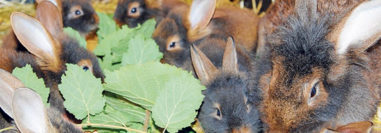 Als Pflanzenfresser brauchen Kaninchen beim Verdauen kräftige Unterstützung der Darmflora.