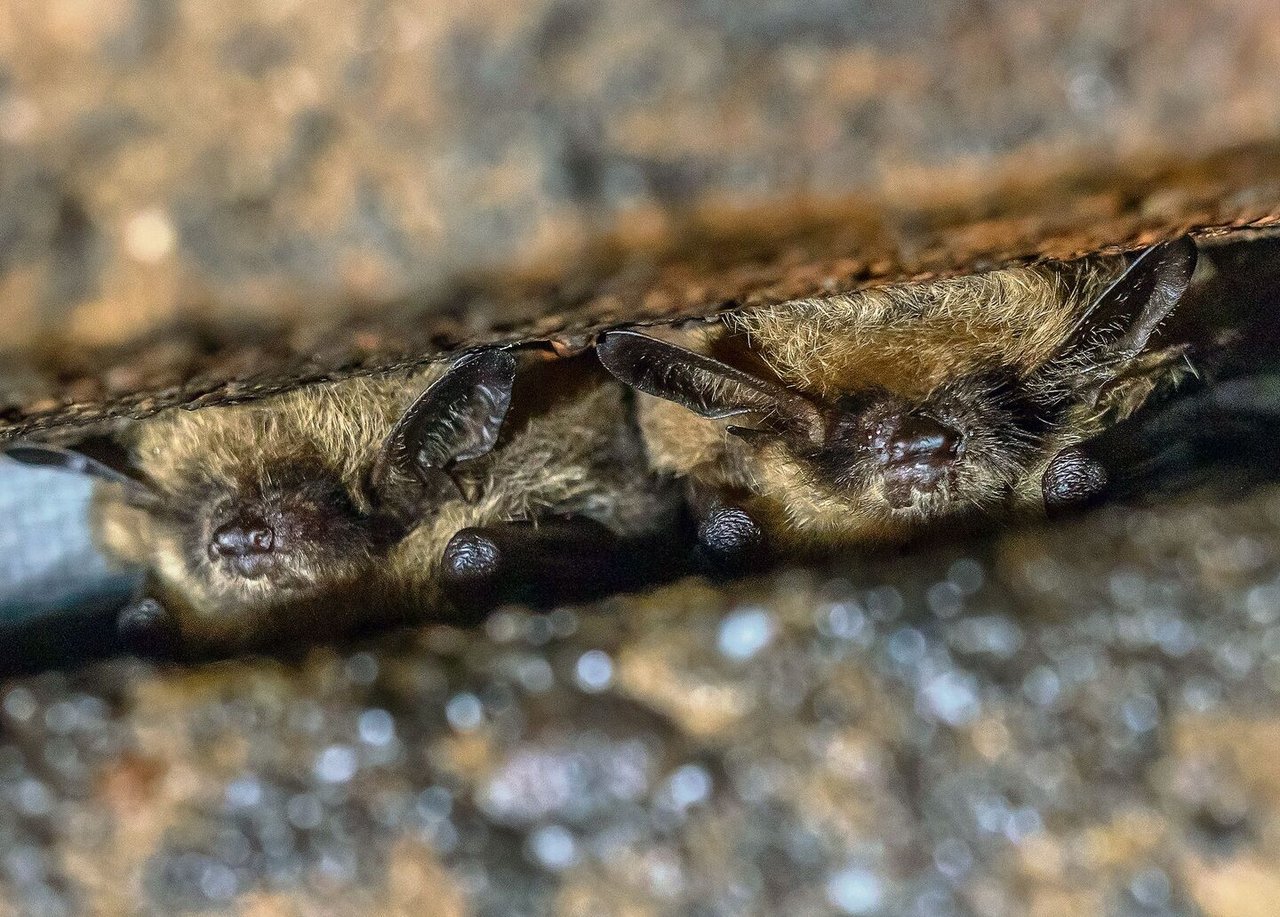 Bartfledermäuse verstecken sich tagsüber am liebsten in Ritzen.