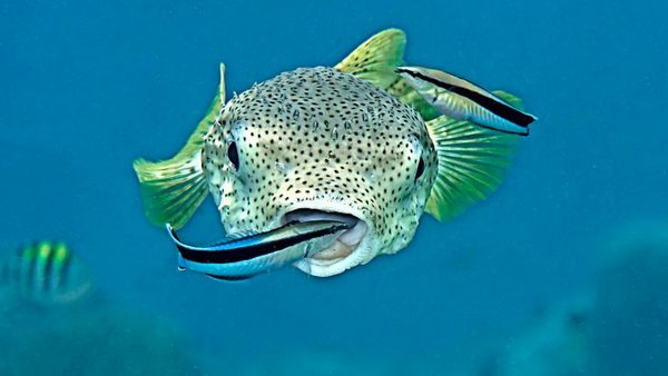 «Der Putzerfisch lässt die Stammkunden warten» tierwelt.ch TierWelt
