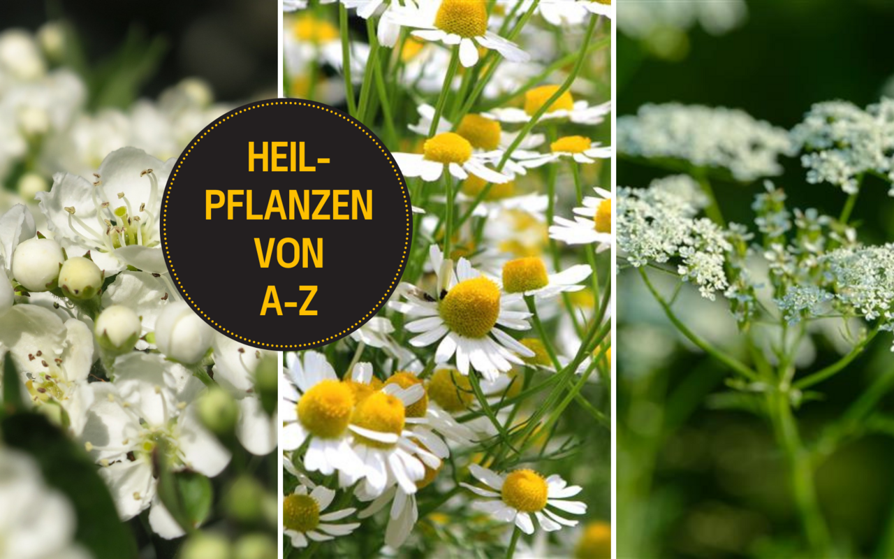 Anis, Kamille und Weissdorn gehören zu den Pflanzen mit Heilwirkung.