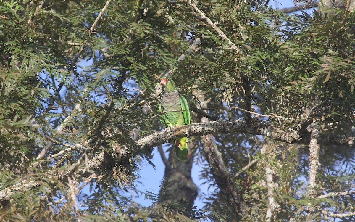 Taubenhalsamazone in der argentinischen Provinz Misiones. 
