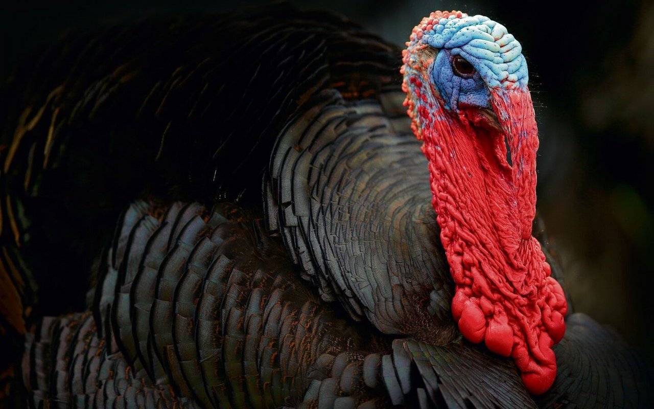 Truthähne sind eindrückliche Vögel, die beim Balzen mit dumpfen Tönen und lautem Blubbern auf sich aufmerksam machen. 