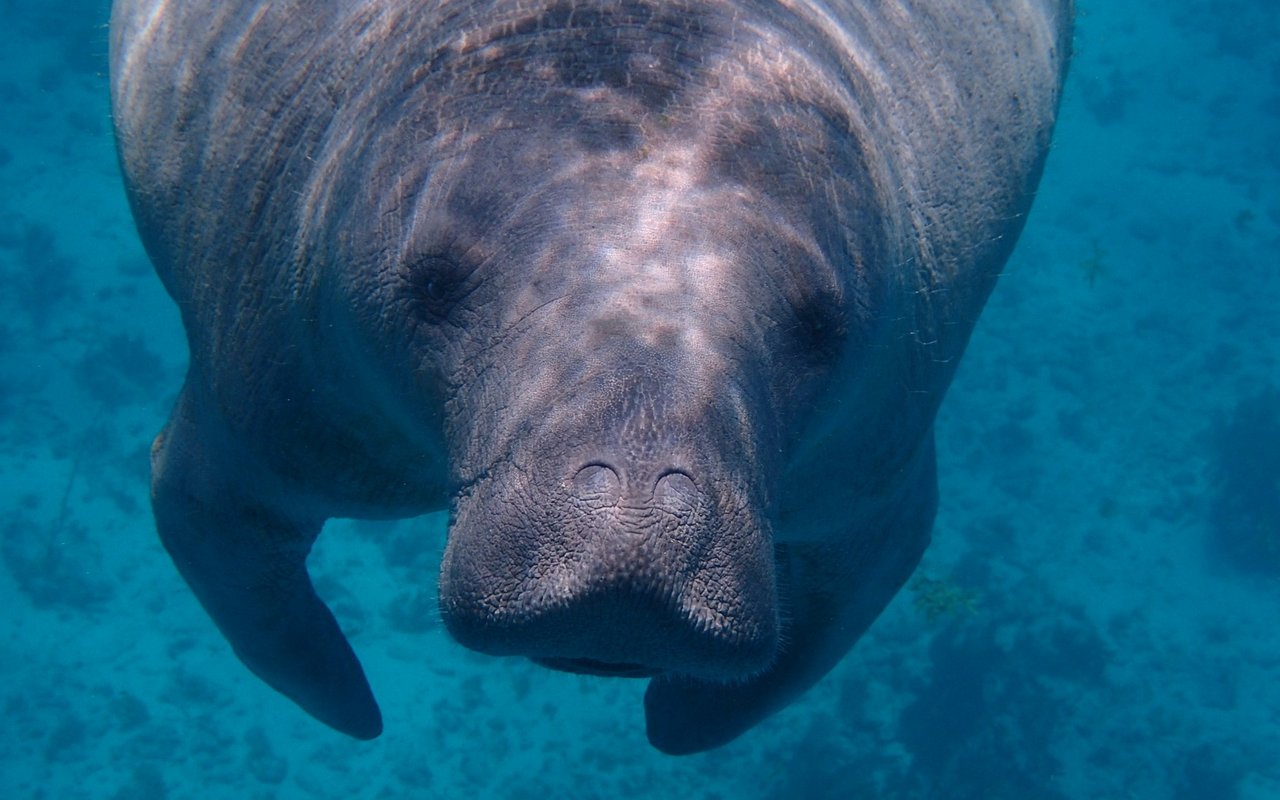 Elefanten sind die nächsten Verwandten der Seekühe.