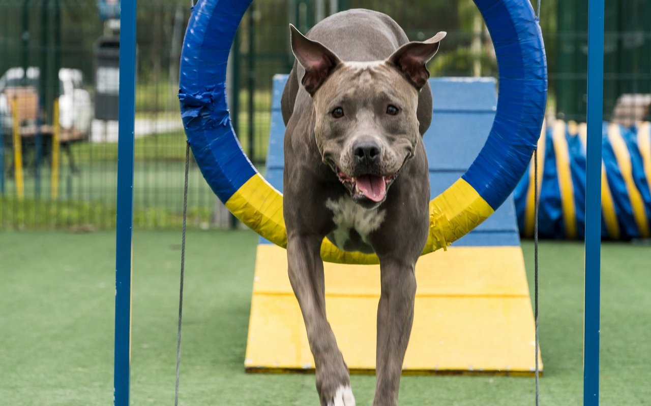 Kampfhunde haben meist sehr viel Energie und eignen sich deshalb auch super für Hundesportarten wie Agility.