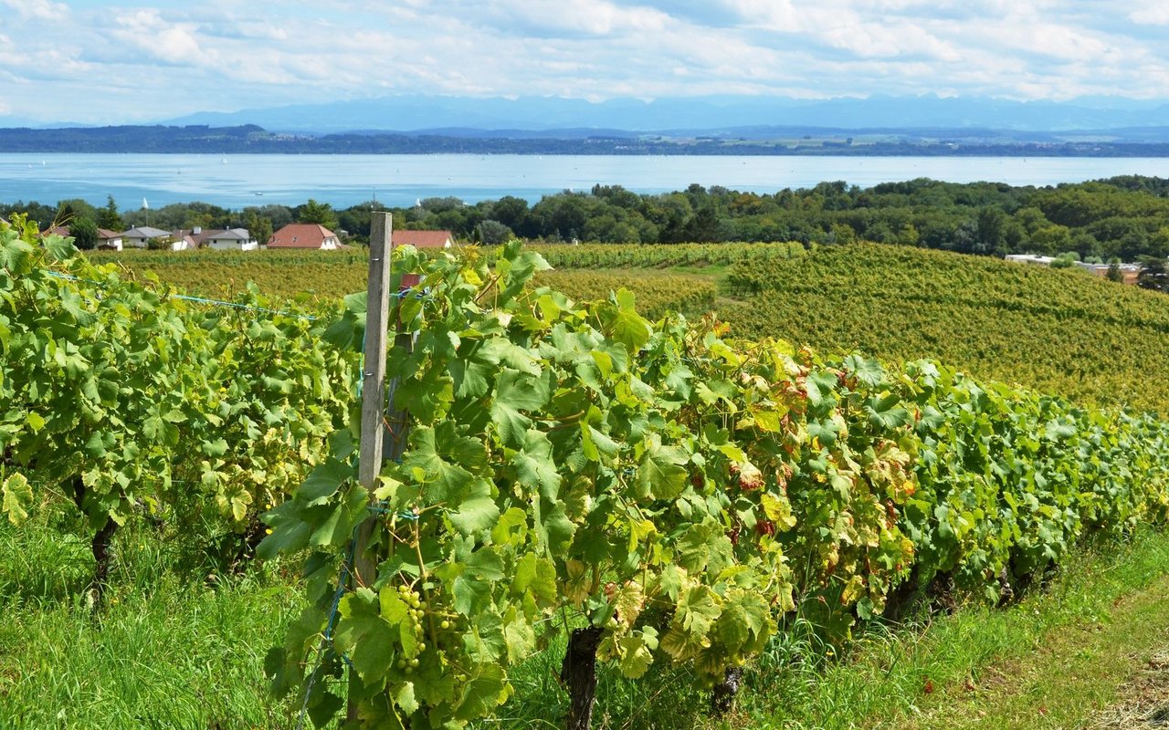Steigende Temperaturen beeinflussen den Schweizer Weinbau: Chancen und Herausforderungen für Rebsorten und Anbautechniken.