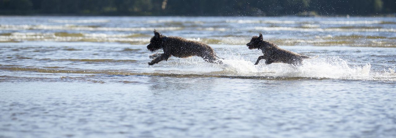 Lagotto Romagnolos spielen im Wasser.