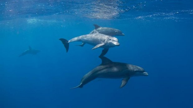 Delfine in Wasser