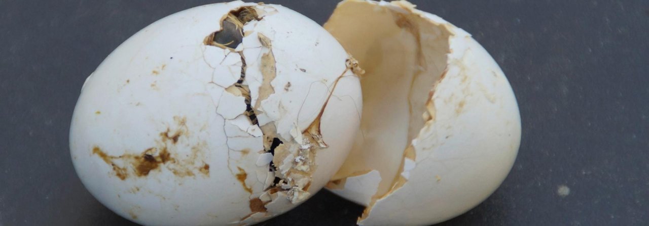 Wenn unglückliche Umstände zusammenkommen: Eine zweite Eischale hat sich über das andere Ei gestülpt und verhindert den Schlupf. Es ist deutlich zu erkennen, dass das Küken das Ei bereits geöffnet hatte.