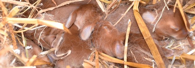 Jungkaninchen entwickeln sich