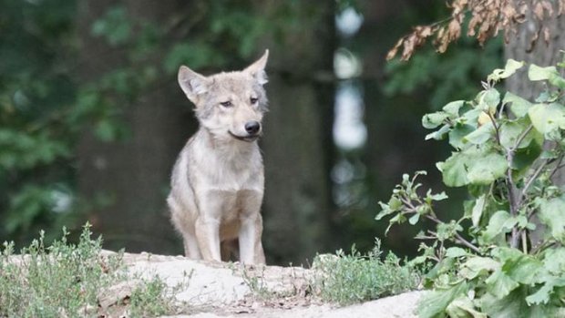 wolf-pixabay.jpg