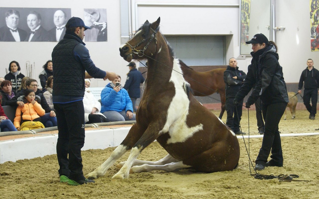 Beim Circus Knie gilt der Grundsatz: «Lass das Pferd Pferd sein.»