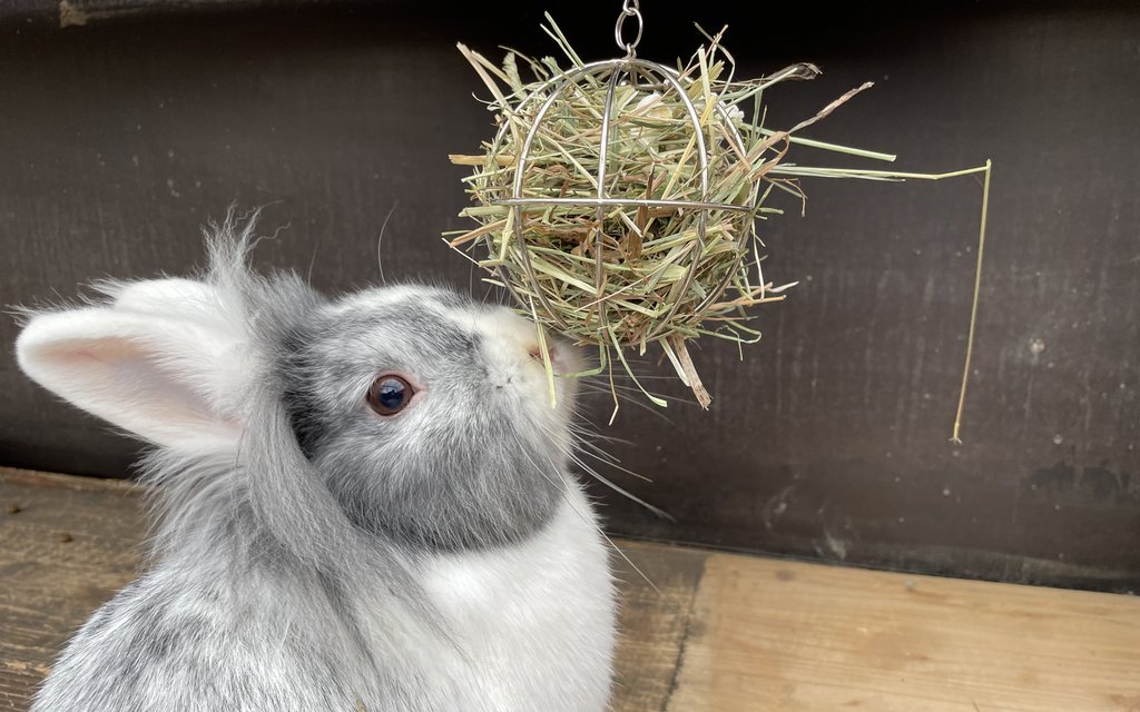 Futterbälle zum Aufhängen können im Zoofachgeschäft gekauft werden.