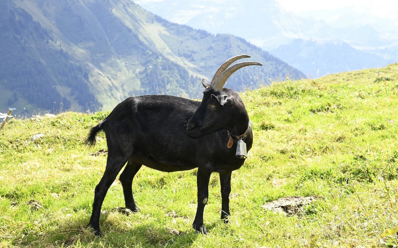 Der grossen, muskulösen und temperamentvollen Nera Verzasca gefällt es im steilen Gebiet mit viel Bewegungsfreiheit am besten.