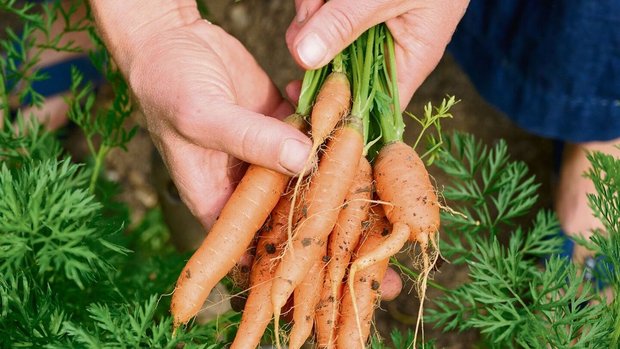 Selber anpacken: Selbsterntegärten schaffen ein Bewusstsein für Natur und Nachhaltigkeit.  