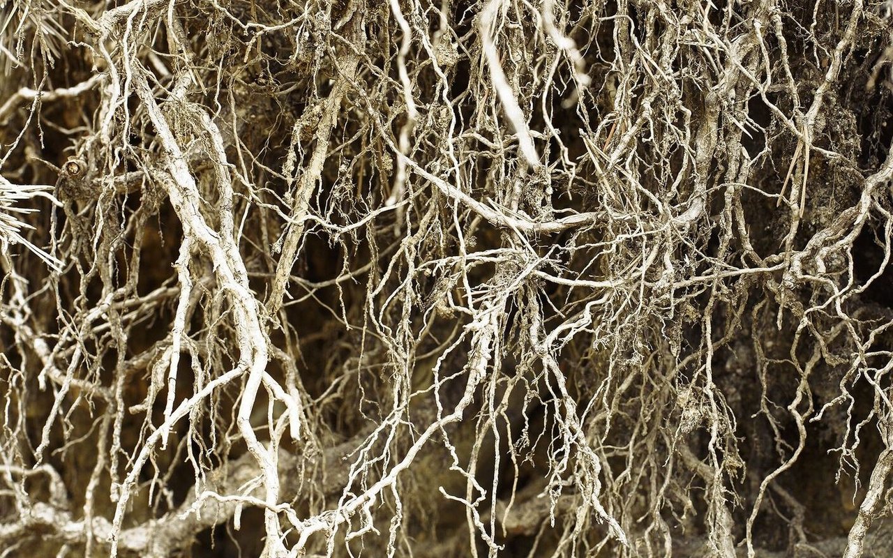 Bäume «sprechen» über ein Netzwerk aus Wurzeln miteinander.