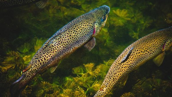 Warum mussten die Forellen im Blausee sterben? tierwelt.ch TierWelt