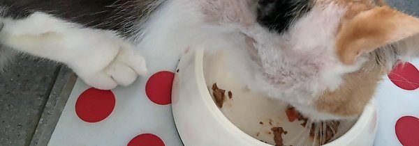 Katze Kratzt Sich Blutig Am Kopf Wenn sich das Büsi blutig kratzt - tierwelt.ch | TierWelt