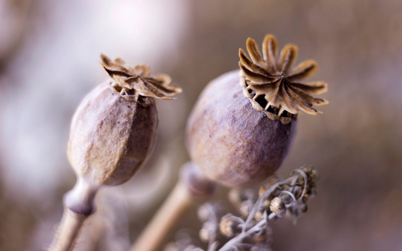 Getrockneter Mohn